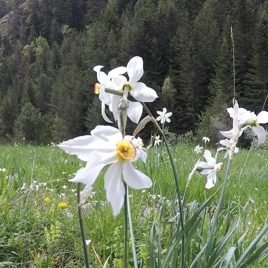 Chalet Patty&Co Encamp Andorra